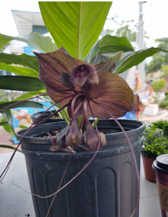 Triad Plants | Plantosaurus Rex, LLC